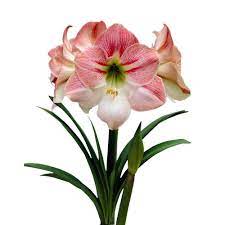 Bloomsz 26 28 Cm Amaryllis Royal Velvet 08074 The Home Depot Amaryllis Bulbs Amaryllis Bulb Flowers