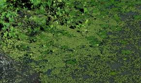 Image result for Lemna aequinoctialis