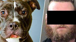 Perverser hatte 100-mal Sex mit seinem Hund - oe24.at