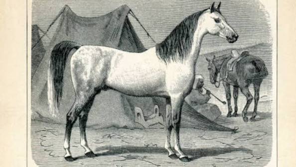 Caballos árabes: historia, carácter y comportamiento