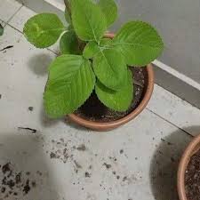 Image result for Coleus barbatus