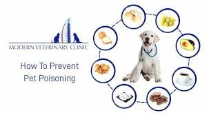 Your local animal hospital that will care and look after your pet family member. How To Prevent Pet Poisoning Pet Poisoning Prevention Tips