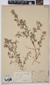 Image result for Pentarrhinum insipidum