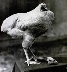 This person takes live chickens from their crates and hangs them by their feet in preparation. Here S Why A Chicken Can Live Without Its Head Modern Farmer
