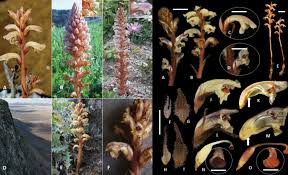 Image result for Alectra parasitica