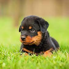 When rail transport was used to replace cattle drives, the rottweiler's popular dropped drastically. 1 Rottweiler Puppies For Sale In Chicago Il Uptown