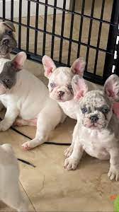 Jul 08, 2021 · puppyfinder.com is your source for finding an ideal french bulldog puppy for sale near orlando, florida, usa area. Little French Bulldogs