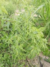 Image result for Micrococca