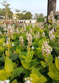 Image result for Pseuderanthemum