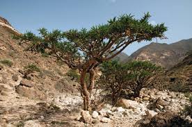Image result for Commiphora caerulea