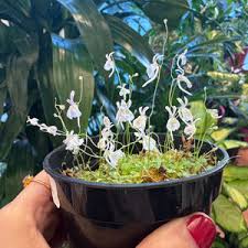 Image result for Utricularia tortilis