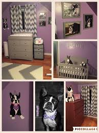 Boston Terrier Nursery Bostonterrier Bostonterriernursery Purplenursery Chevronnursery Nursery Room Boy Nursery Room Design Boston Terrier Nursery