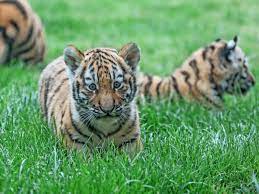 Watching a tiger cub can cheer you up. Tiger Babys Im Zoo Hannover Sind Jetzt Auch Fur Das Publikum Zu Sehen
