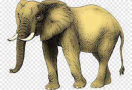 Simak gambar gajah lainnya : Gajah Asia Gajah Afrika Menggambar Gajah Mamalia Pensil Png Pngegg