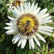 Image result for Berkheya setifera