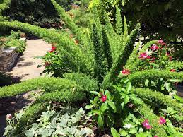 Top texas native plants for shade. Plants For Dallas Your Source For The Best Landscape Plant Information For The Dallas Ft Worth Metroplex10 Best Shade Loving Plants For North Texas