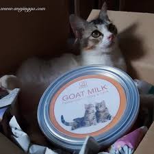 Makanan yang sesuai untuk kucing cirit birit. 10 Makanan Dan Minuman Yang Tak Boleh Di Beri Pada Kucing