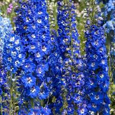 Check spelling or type a new query. Summer Flowering Blue Delphinium Plants For Sale Online In Ireland Delphinium Plant Delphinium Perennial Plants
