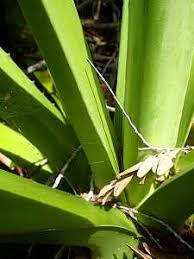 Image result for Fimbristylis madagascariensis