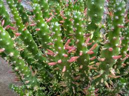 Image result for Austrocylindropuntia