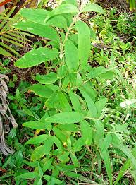 Image result for Buddleja asiatica
