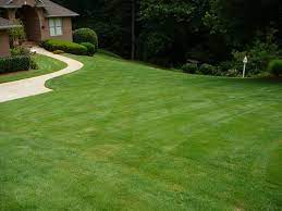 A Ton Of Green Grass Zoysia Grass Zoysia Grass Seed Winter Lawn
