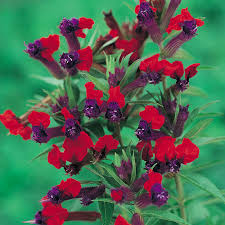 Check spelling or type a new query. Cuphea Tiny Mice J Parker Dutch Bulbs