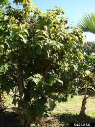 Image result for Bixaceae