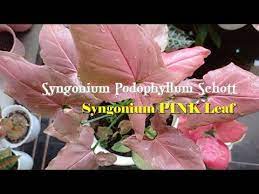 Syngonium Podophyllum Schott Syngonium Pink Leaf Youtube Di 2021