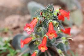 Image result for Kohleria