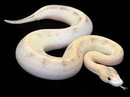 Champagne Fire Morph List World Of Ball Pythons Ball Python Ball Python Morphs Python