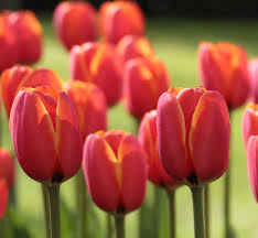 Hydrangea 'vanilla strawberry' opens white flowers with even stress can alter the colors of flowers like peonies and iris. Tulips By Bloom Time