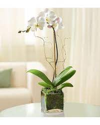 We did not find results for: Tigard Florist Flower Delivery By Flowers By Donna