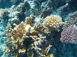 Als korallen (von altgriechisch κοράλλιον korállion „koralle) werden sessile, koloniebildende nesseltiere (cnidaria) bezeichnet. Korallen Bei Gamul Soraya Safaga Picture Of Extra Divers Sharm El Naga Safaga Tripadvisor