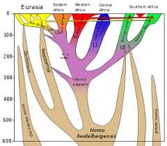 human evolution wikipedia