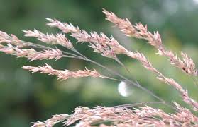 Image result for Panicum infestum