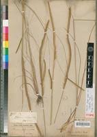 Image result for Ctenium newtonii