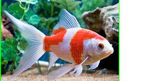 Ikan arwana termasuk ikan predator mahal, tapi tidak untuk arwana silver. 10 Ikan Hias Air Tawar Terindah Untuk Anda Pelihara Di Aquarium