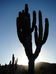I live in california and often go to phoenix arizona. The Mighty Cardon Todos Santos Official Website Baja California Sur Mexico