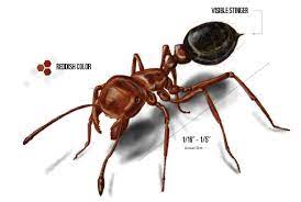 Instead, they reserve their aggression for the defense of the colony against perceived threats. Fire Ants Red Fire Ant Control Get Rid Of Fire Ants