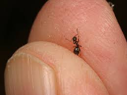 Made sure all food is cleaned up, no crumbs get some two sided tape and put it on your bedroom floor where your bedposts touch the ground. The Tiny Ant That S Taking On The Big City Npr