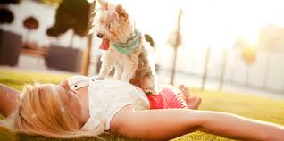 If they don't eat it, pick it back up until the next scheduled feed. Helping Your Puppy Through The Fear Phase