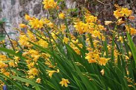Yellow Montbretia Crocosmia Crocosmia Entry Garden Ideas Crocosmia Lucifer