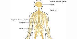 The central nervous system and the the cns serves as the main processing center for the entire nervous system. The Nervous System How Nerve Cells Work Neuron Structure