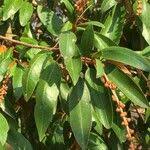 Image result for Croton gratissimus