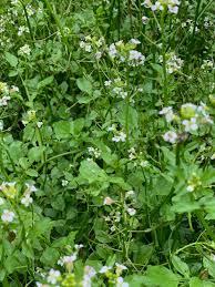 Image result for Nasturtium microphyllum