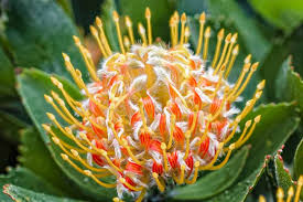 Image result for Leucospermum