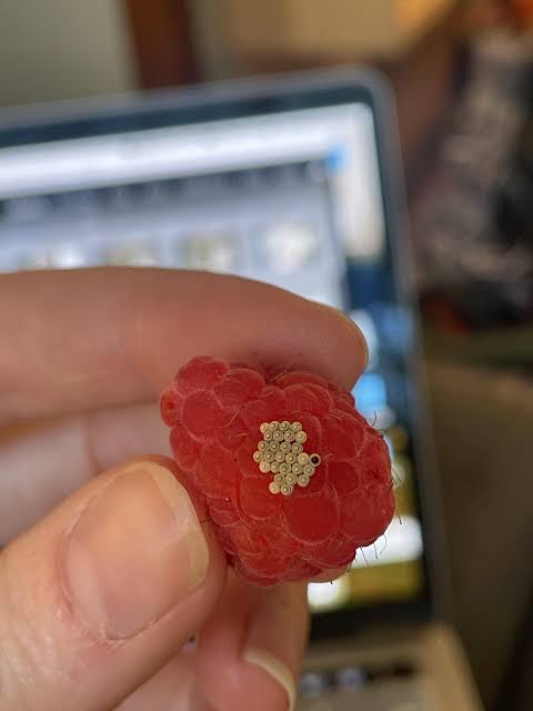 What is this growing on my raspberry? : r/Berries
