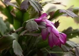 Get the best deals on christmas cactus cactis&succulents. Pin On Garden Club
