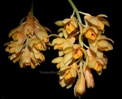 Image result for Limeum sulcatum